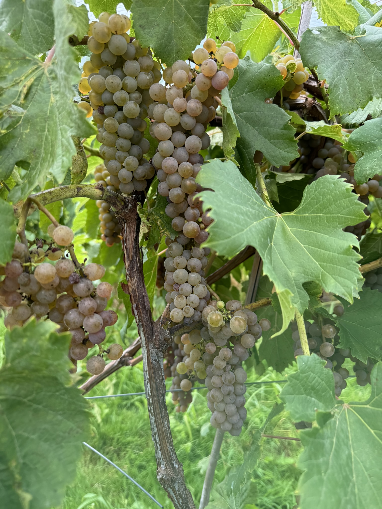 Grapes hanging from a vine.